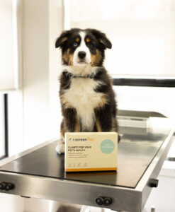 Dog sitting next to an i-screenPets gut microbiome test kit, representing assessment of gut health in relation to behaviour 