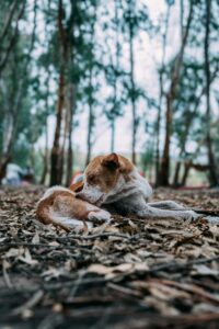 Dog scratching its skin excessively, illustrating how stress and inflammation may contribute to skin flare ups and itchiness in dogs.