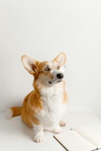 Dog wearing glasses sitting calmly, representing focus and the connection between behaviour and the gut–brain axis