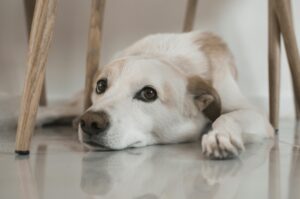 Dog lying on the floor appearing stressed and unsettled, illustrating signs of anxiety and emotional stress in dogs.