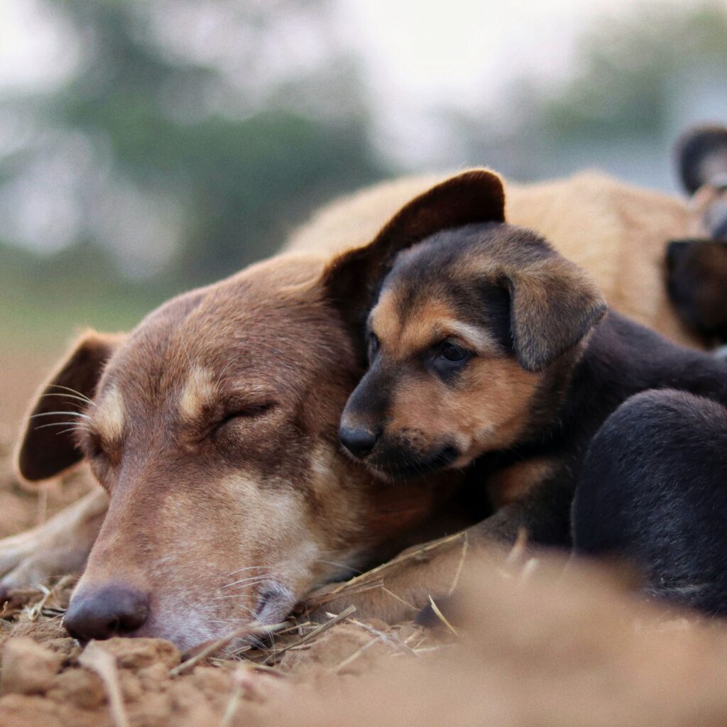 Dog and puppy vaccinations at Vets of Melbourne during a veterinary health check