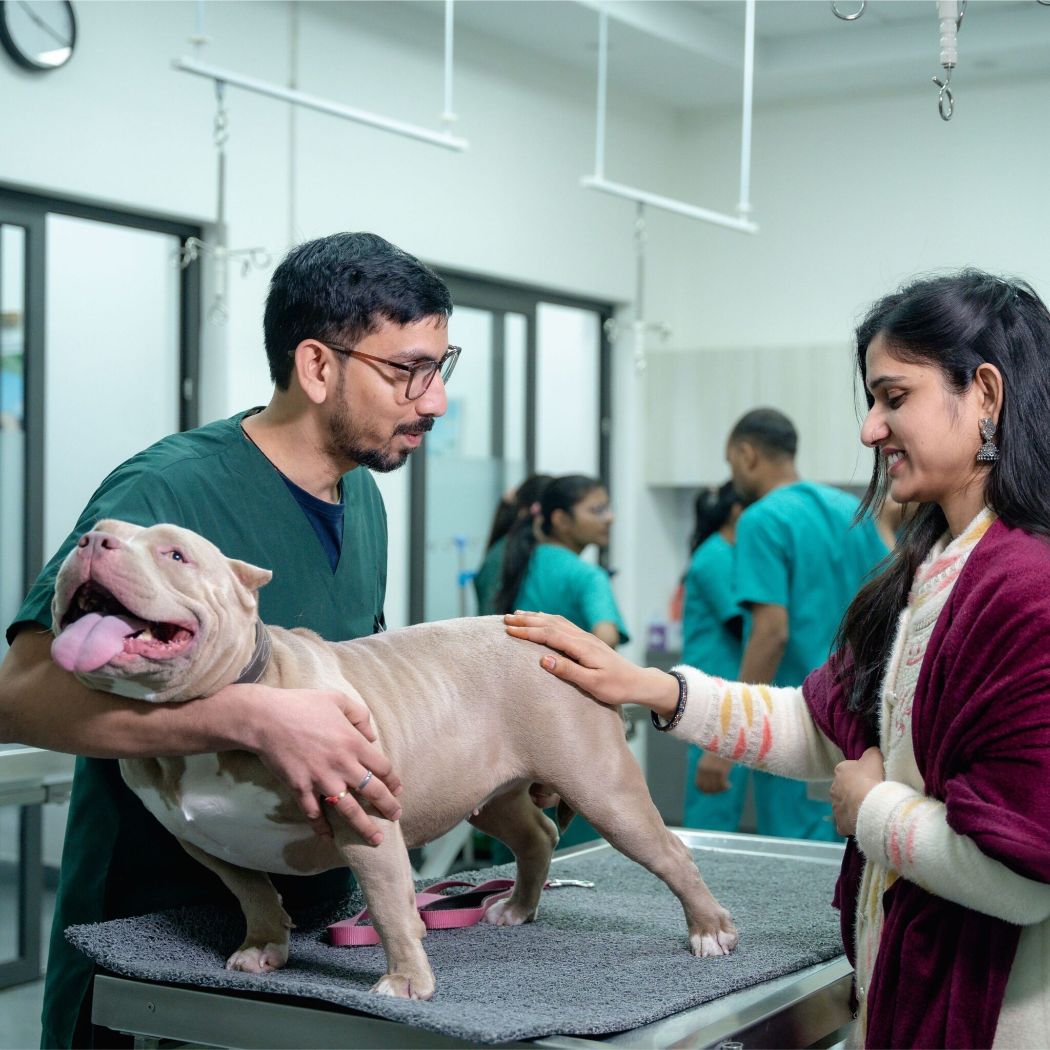 Dog getting a check up by a veterinarian for a blood test in Melbourne