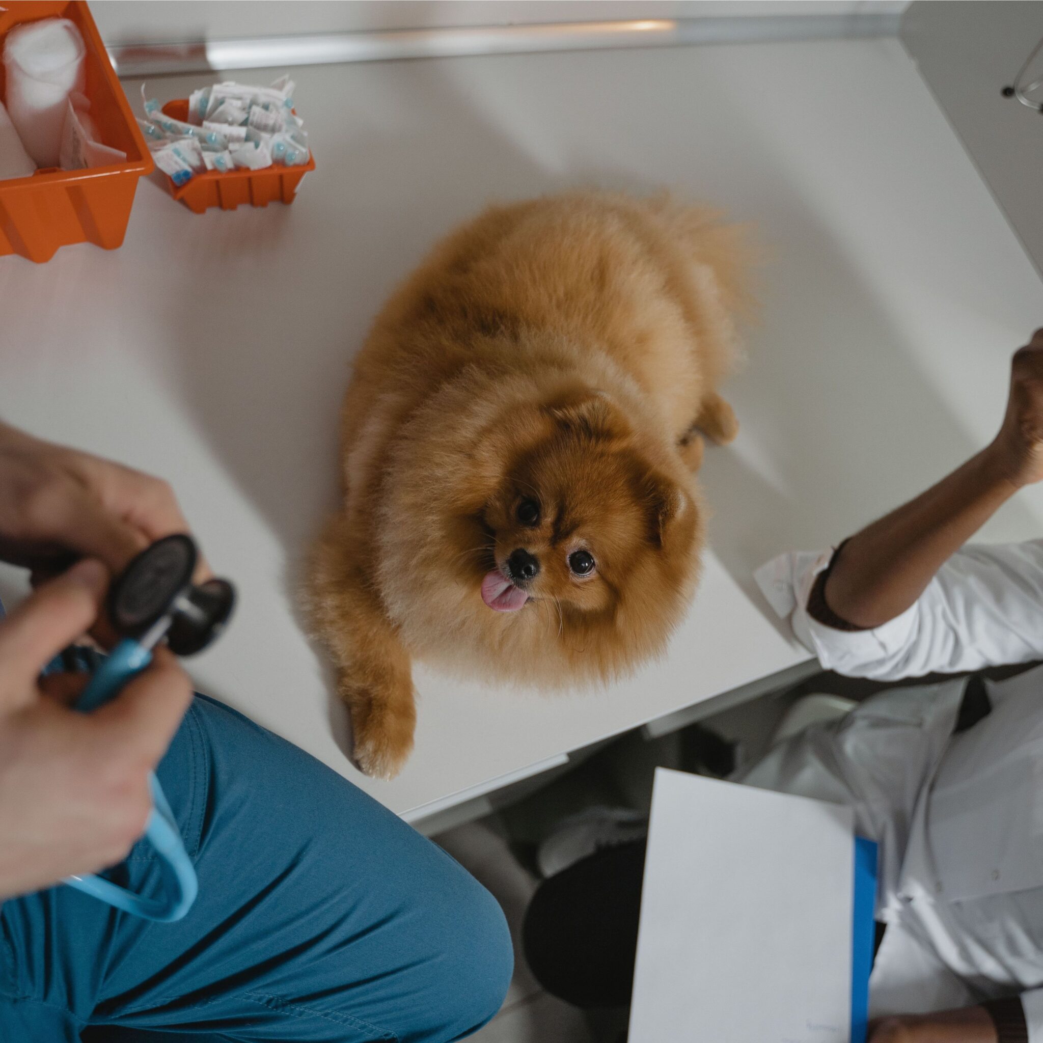 Dog getting a check up for heartworm prevention in Melbourne