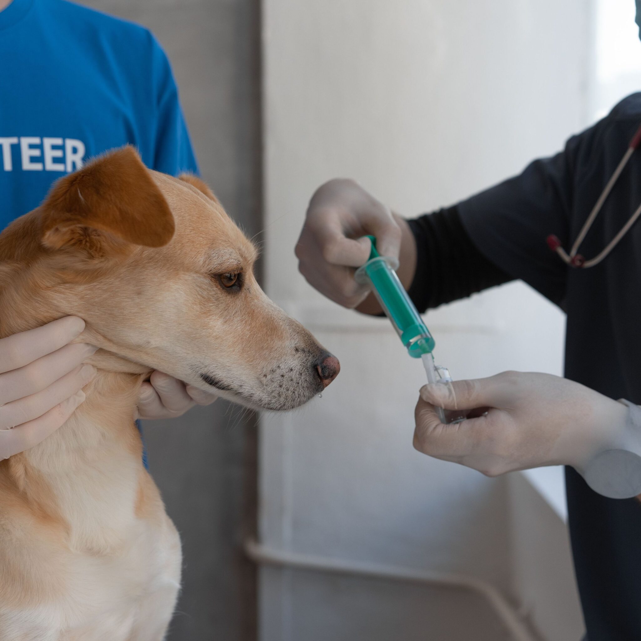 dog receiving pre-surgery care at Vets of Melbourne.