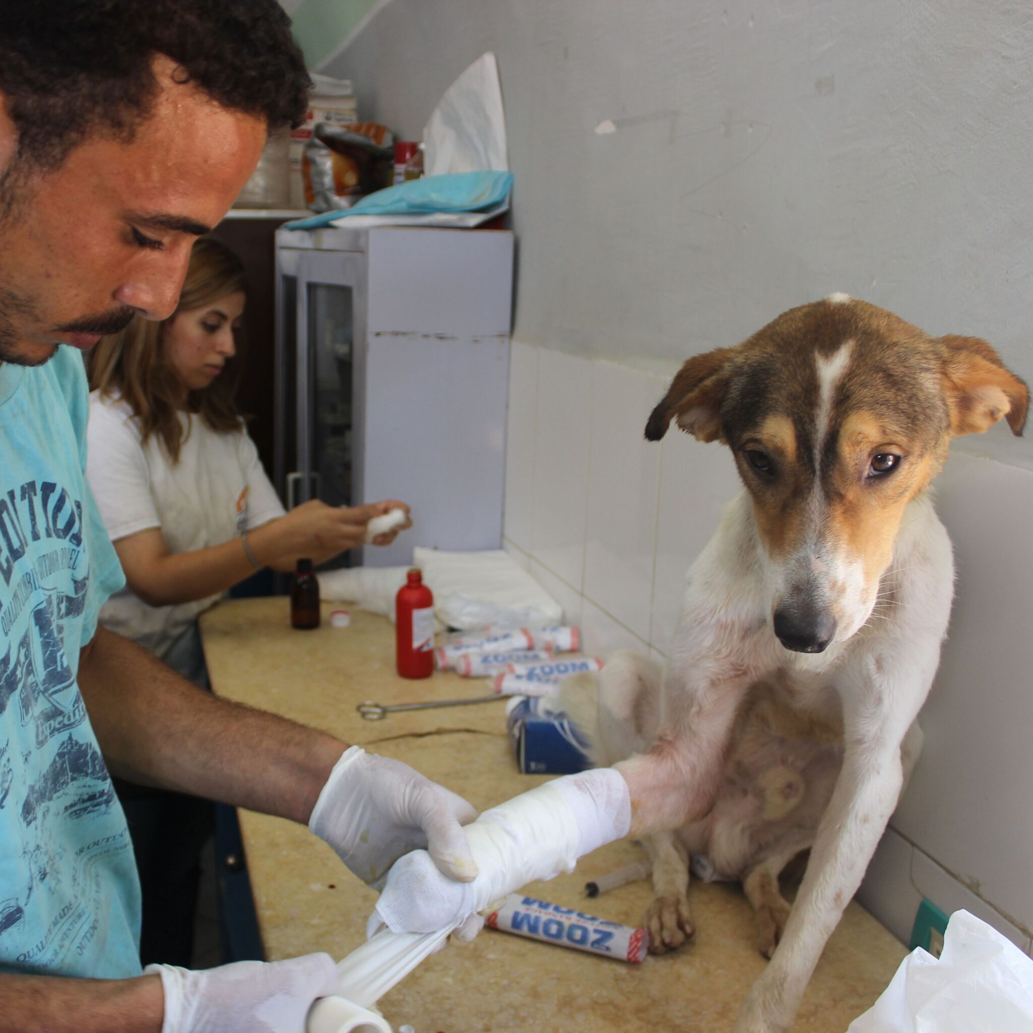 After-surgery care Melbourne veterinarian examining a dog during a post-operative check-up