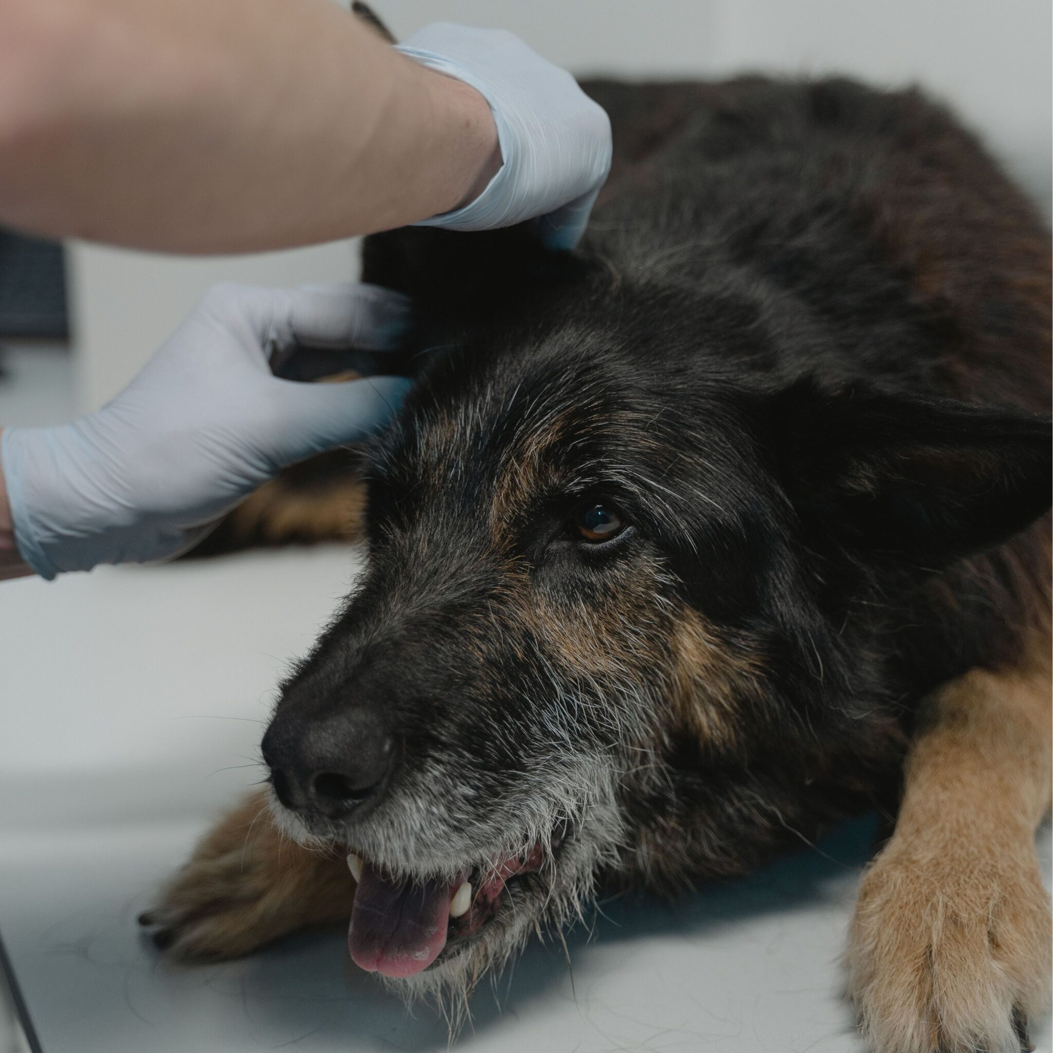Dog getting a diagnostic exam by a veterinarian