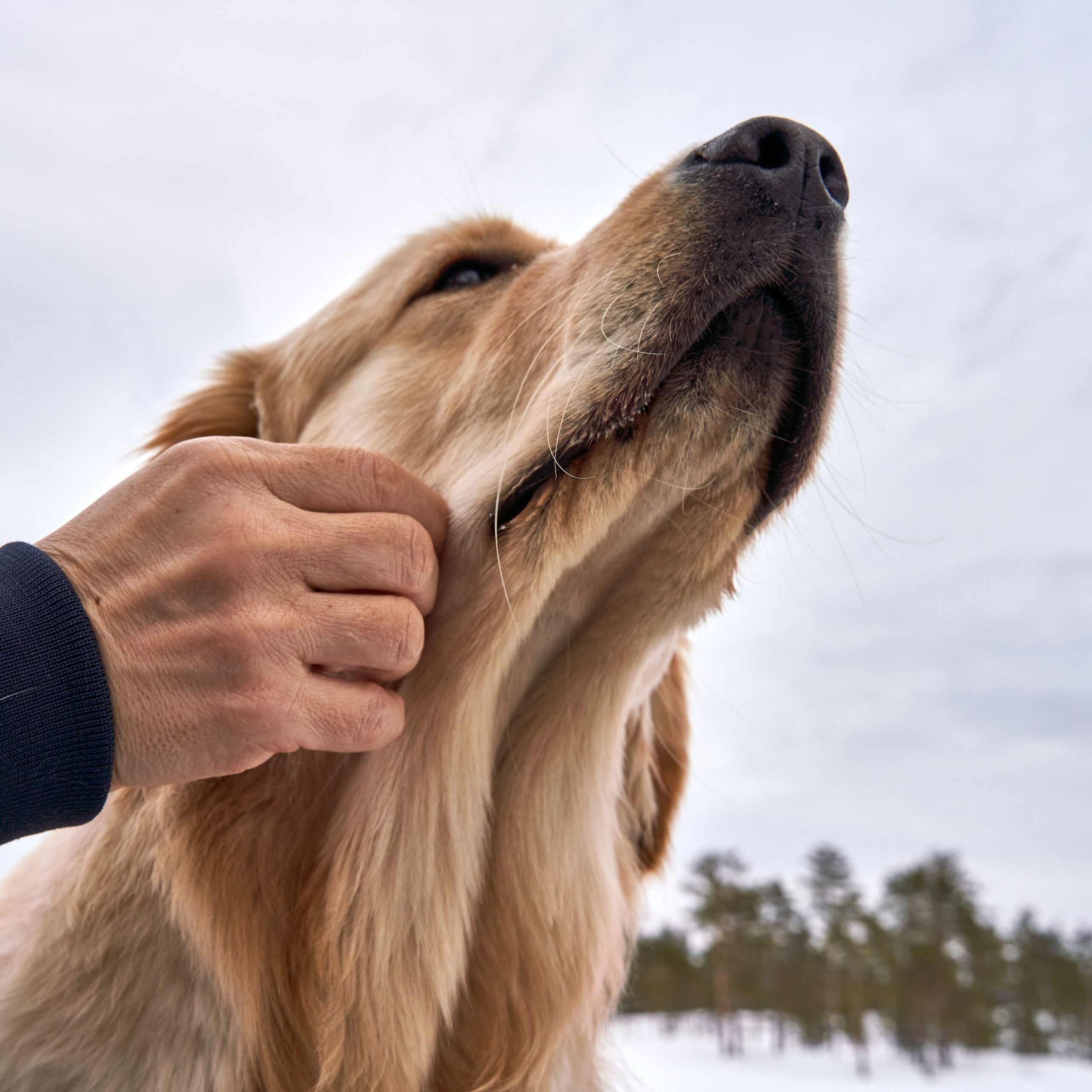 dog ears being scratched because of an ear infection