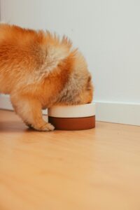 a dog being fed to understand the importance of gut health and gut microbiome testing