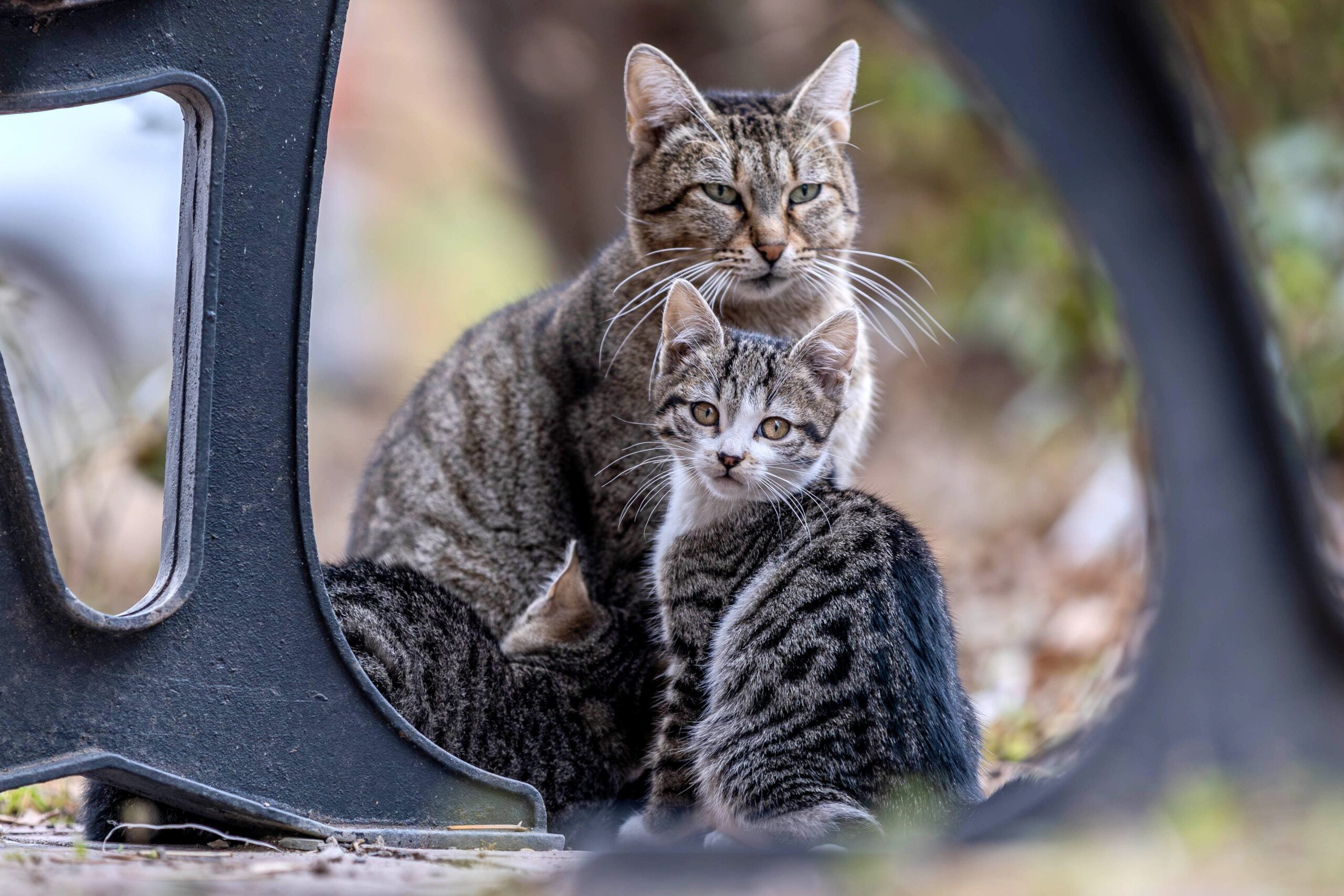 cat and kitten vaccinations at Vets of Melbourne 