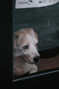 ad-looking dog resting its head, illustrating signs of stress and anxiety in dogs.