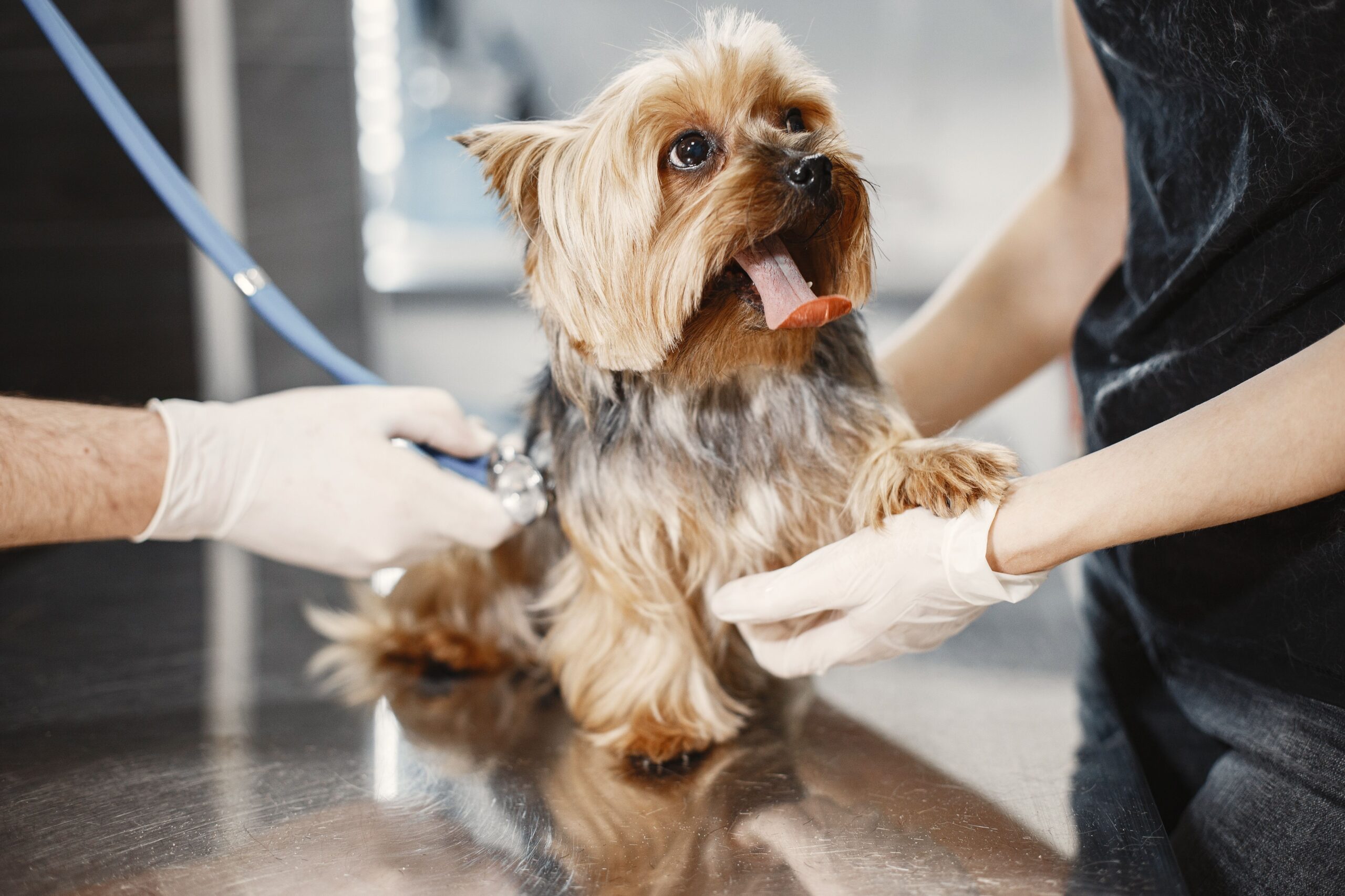 Pre-surgery care for dogs in Melbourne. 