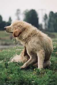 Dog scratching its side, illustrating one of the common signs of skin irritation and itchiness in dogs