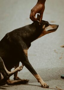 Dog scratching due to itchy skin, a common symptom of allergies, skin infections, or parasites