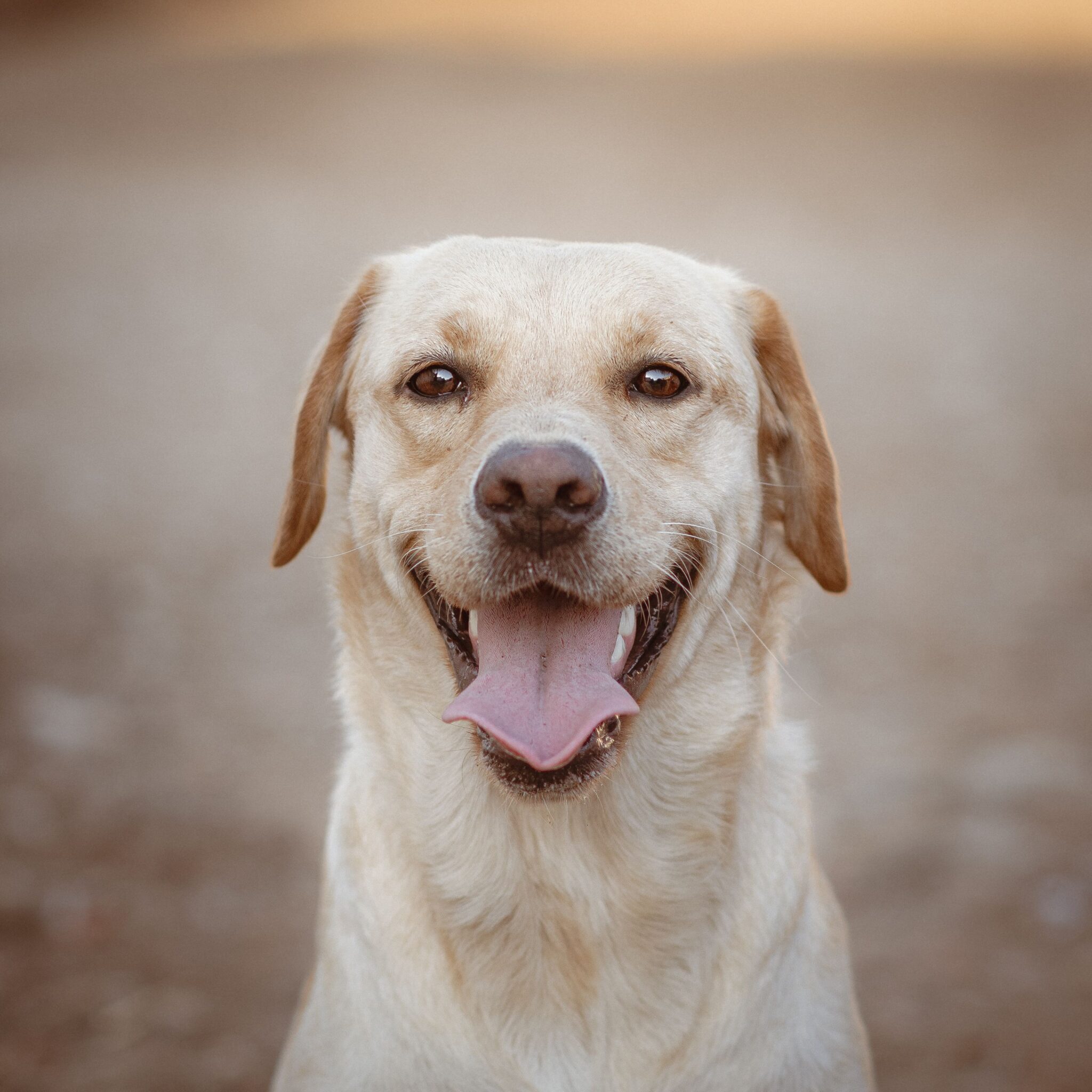 Dog receiving a preventative health check at Vets of Melbourne