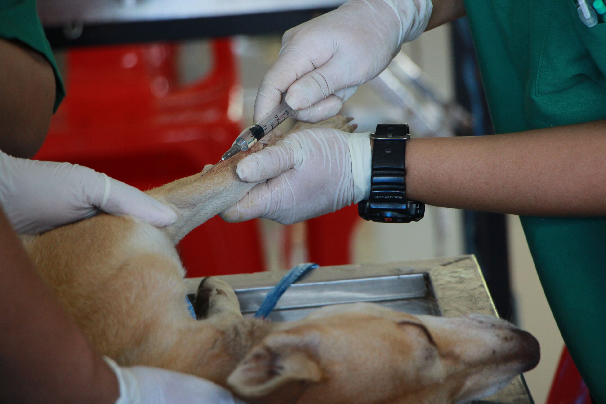 Pet vaccinations Melbourne veterinarian performing a health check on a dog