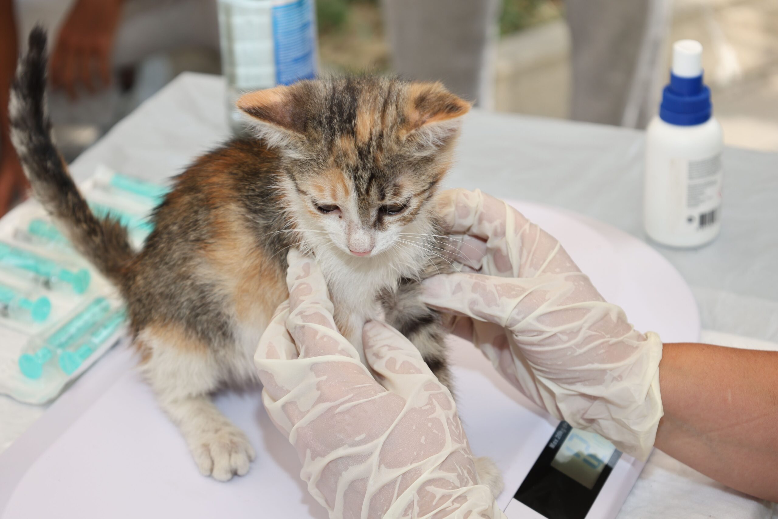 Pet blood tests Melbourne veterinarian collecting a blood sample from a cat