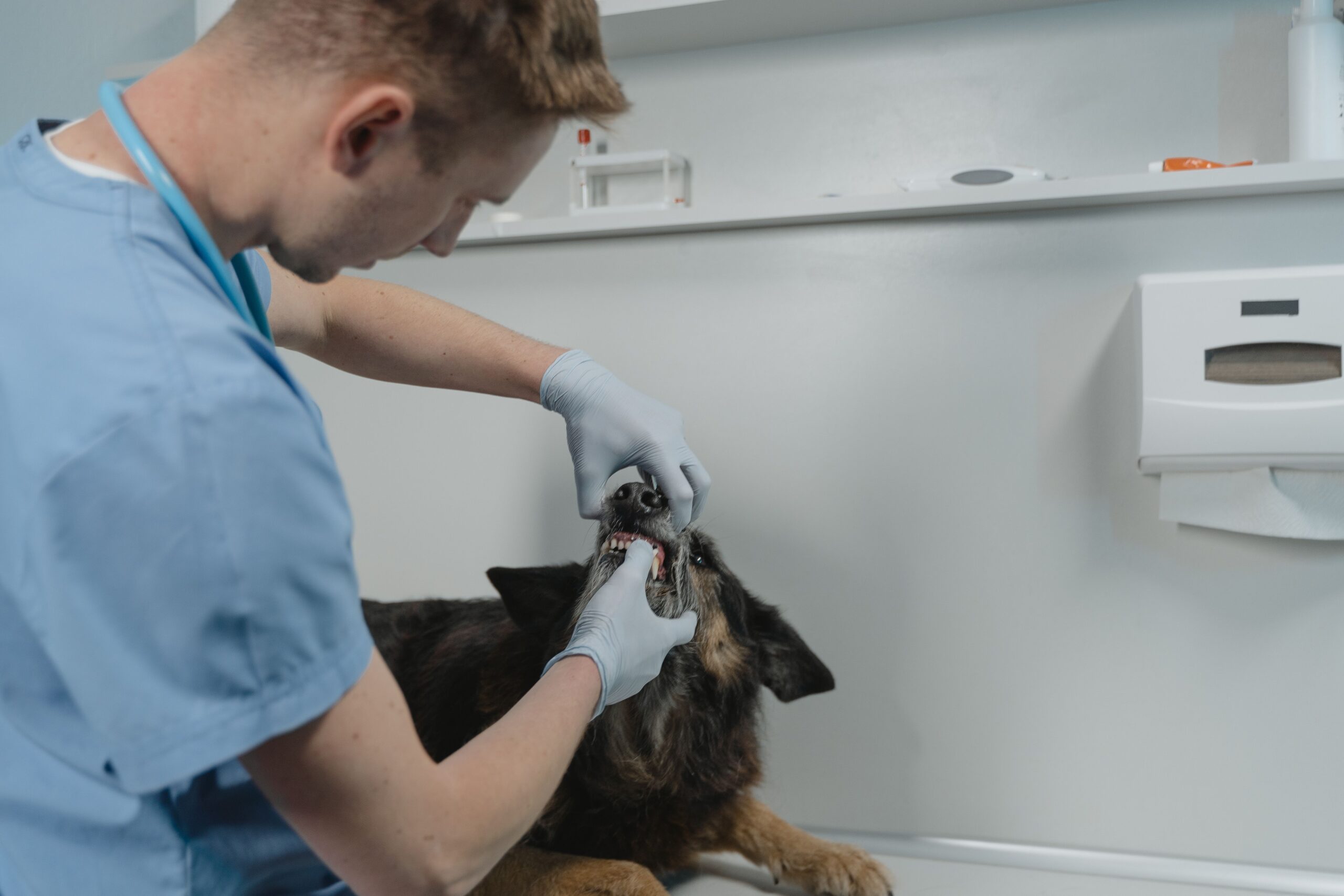 Dental surgery Melbourne veterinarian examining a dog's teeth