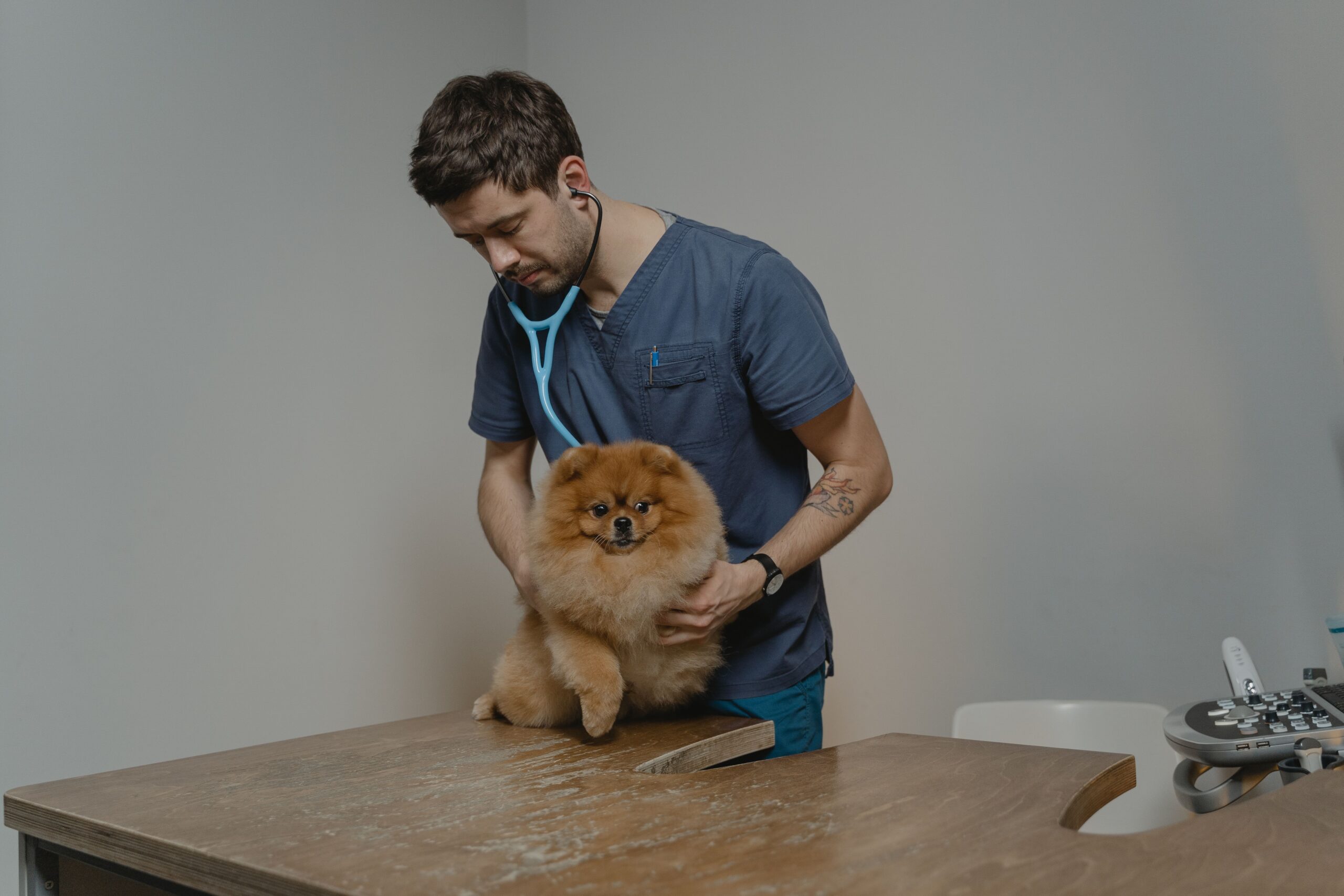 Heartworm prevention Melbourne veterinarian examining a dog
