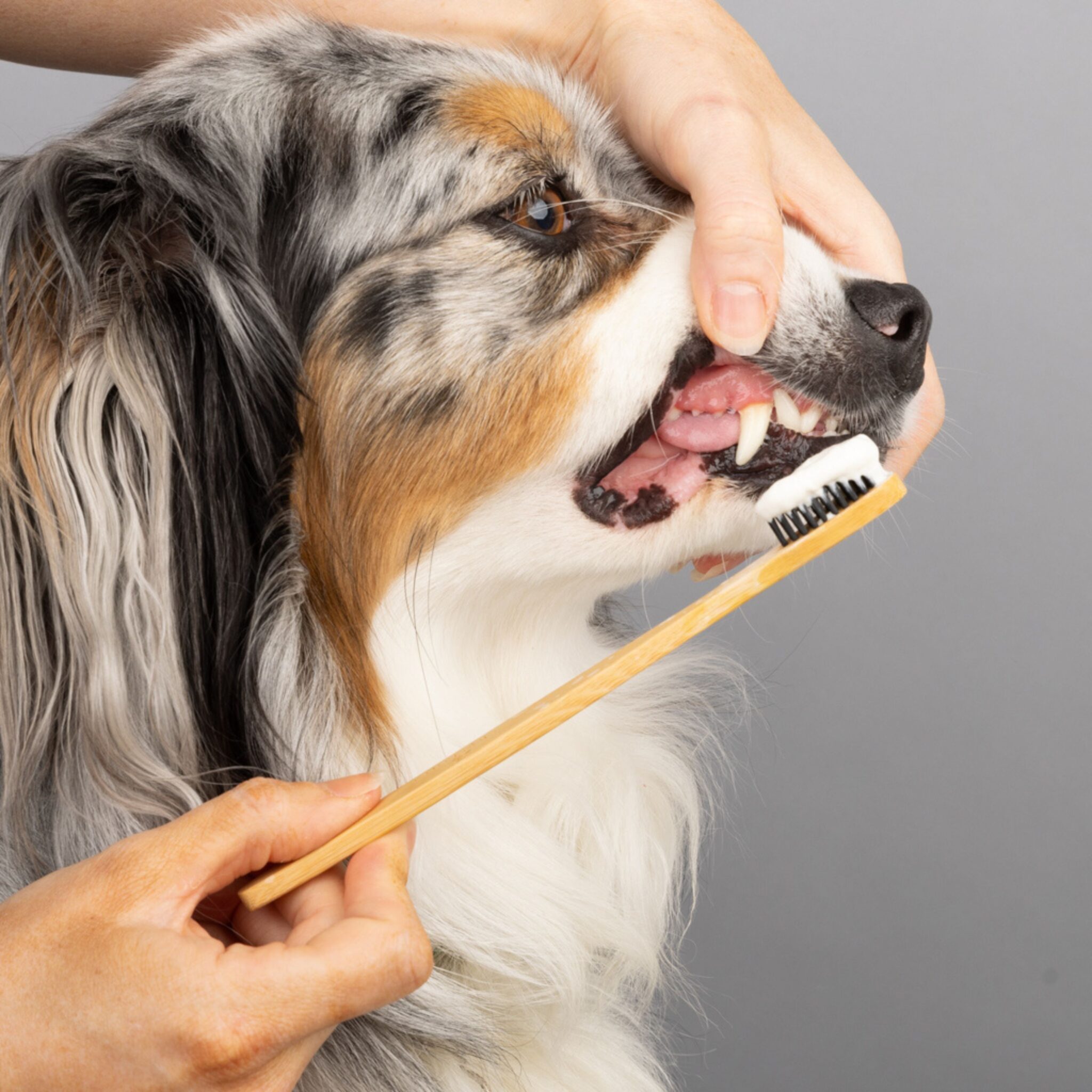 Dog's teeth being brushes to promote pet or dog dental care