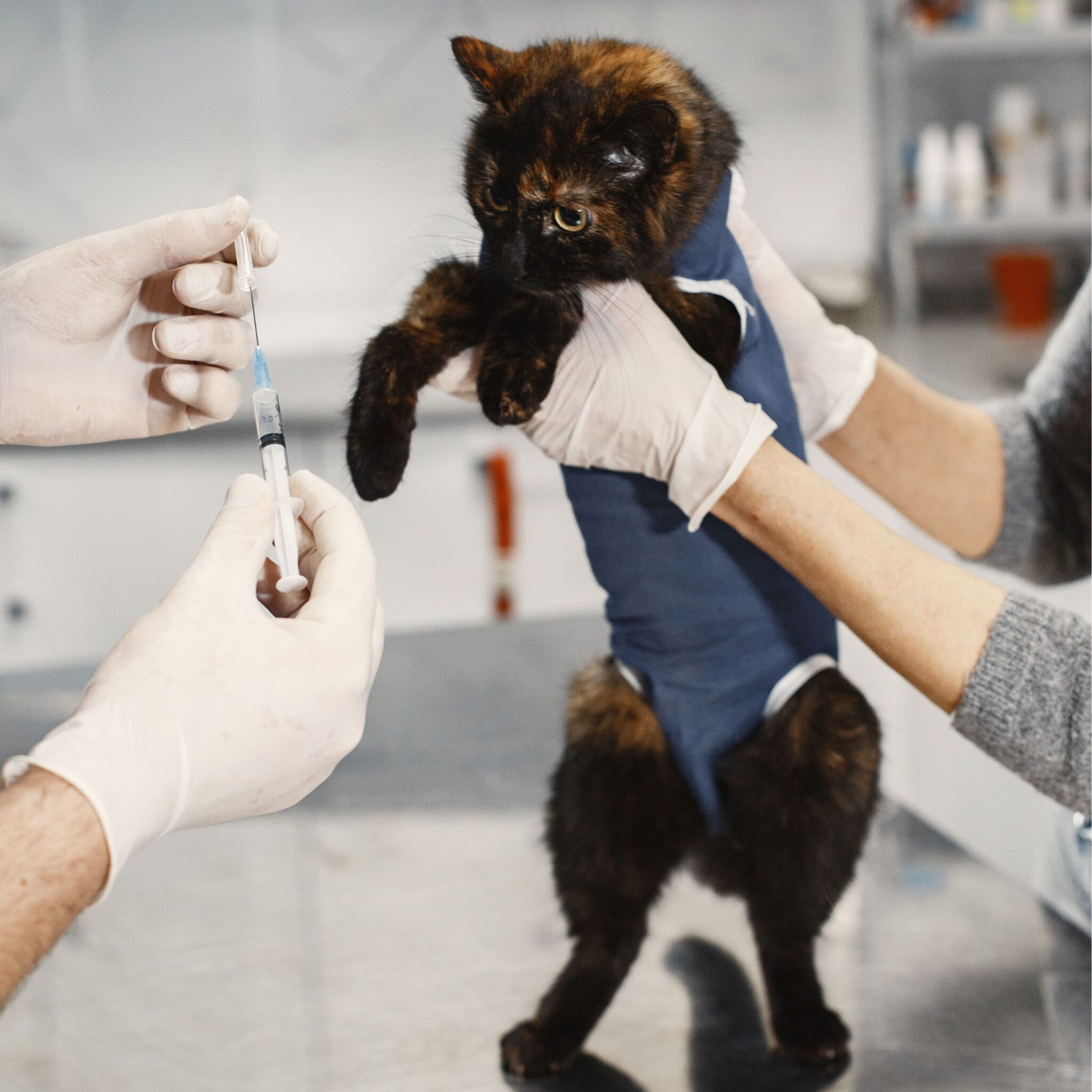 pet vaccinations in melbourne and cat is getting vaccinated by a vetarinarian