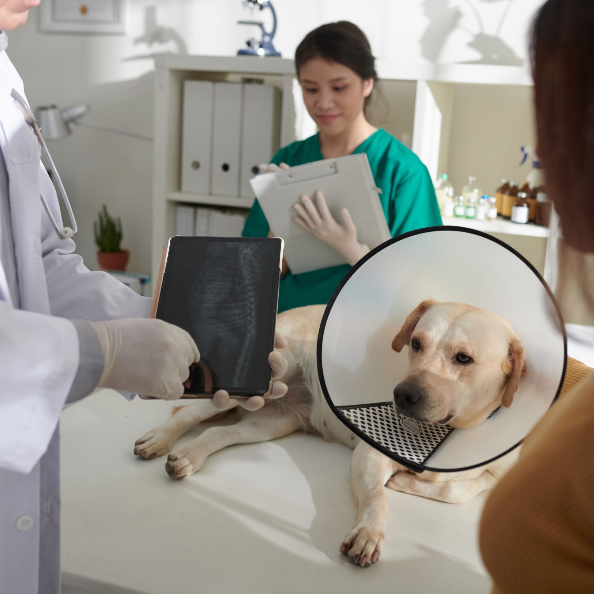dog receiving orthopaedic services at vets of melbourne