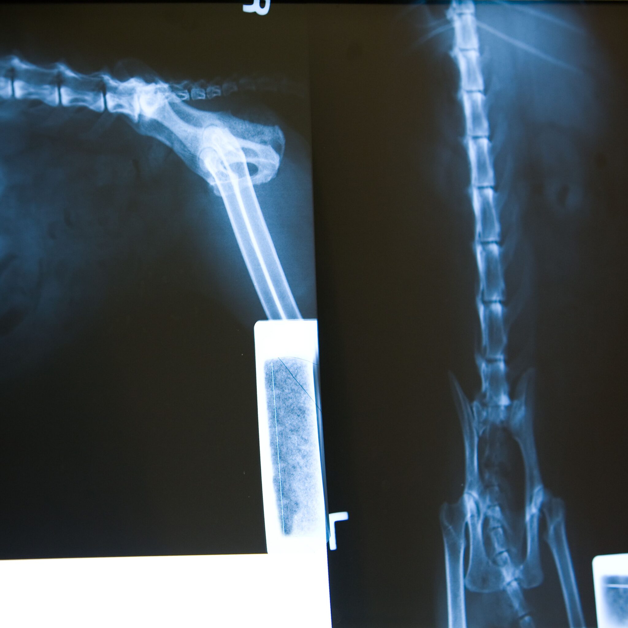 dog getting an xray at vets of Melbourne