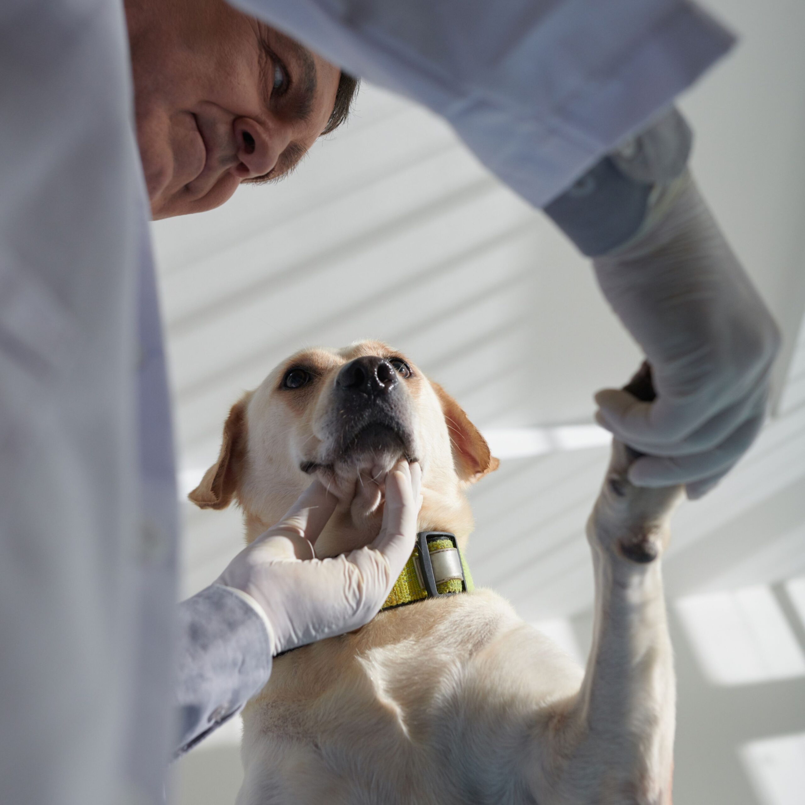 Orthopaedic surgery Melbourne veterinarian examining a dog with a hind leg injury
