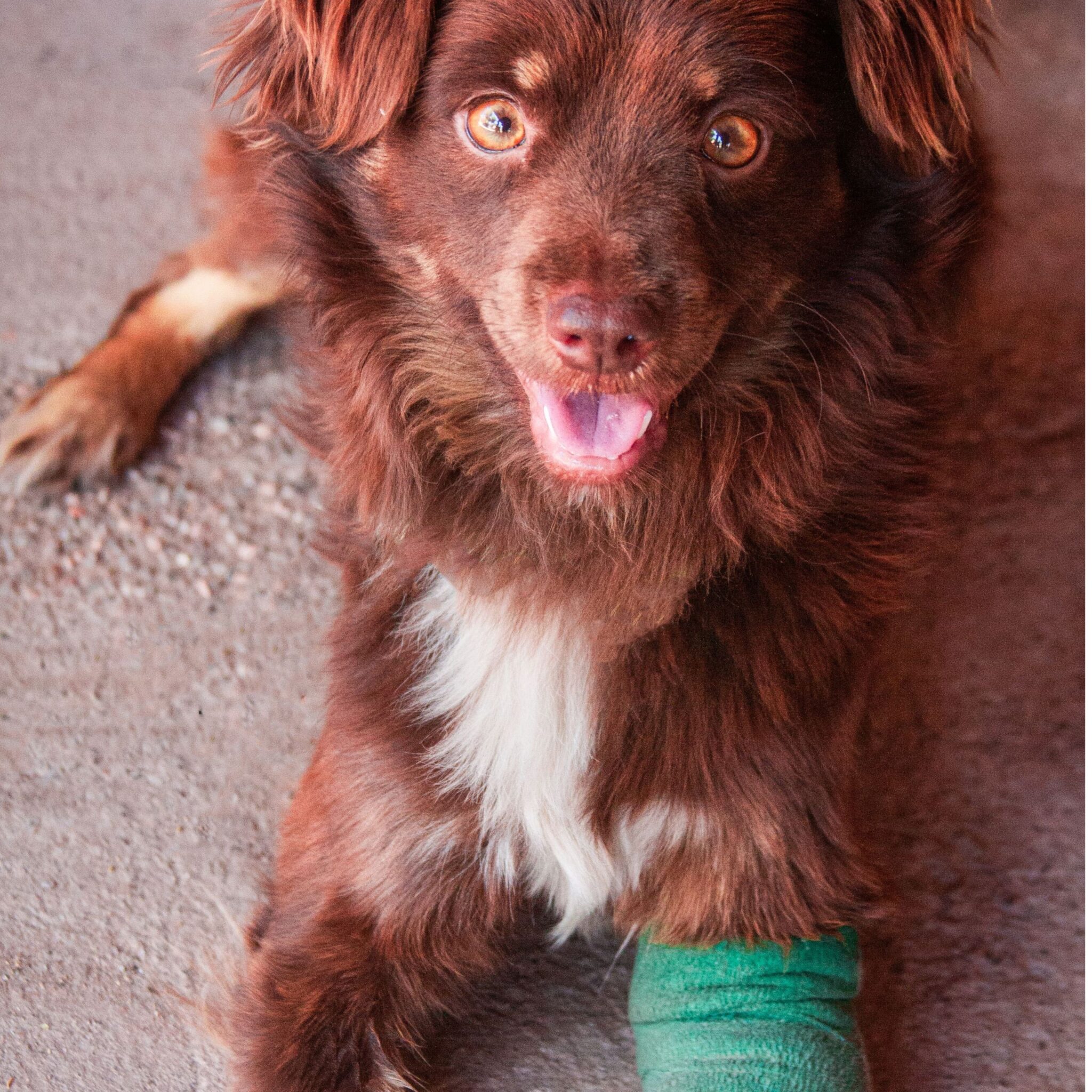 Dog receiving ACL treatment at Vets of Melbourne