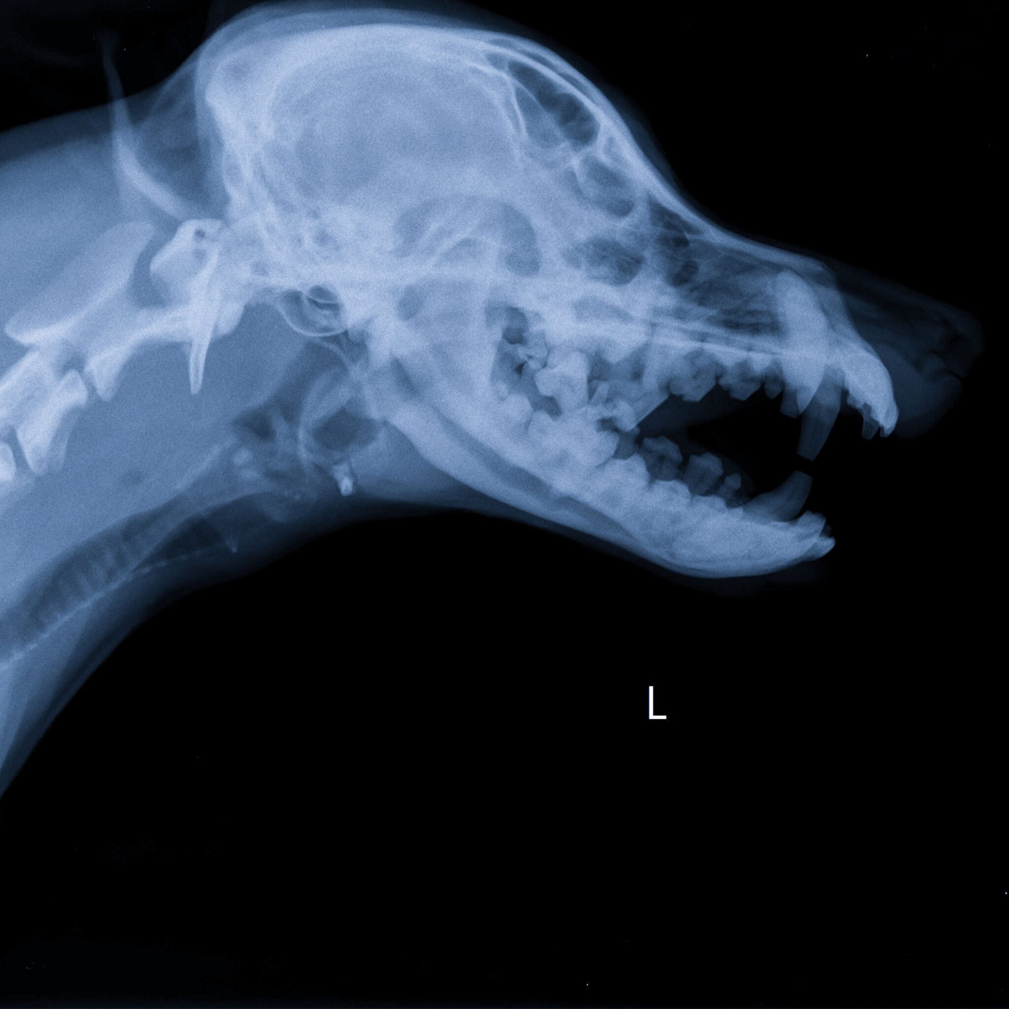 Veterinary X-rays Melbourne dog undergoing digital X-ray examination