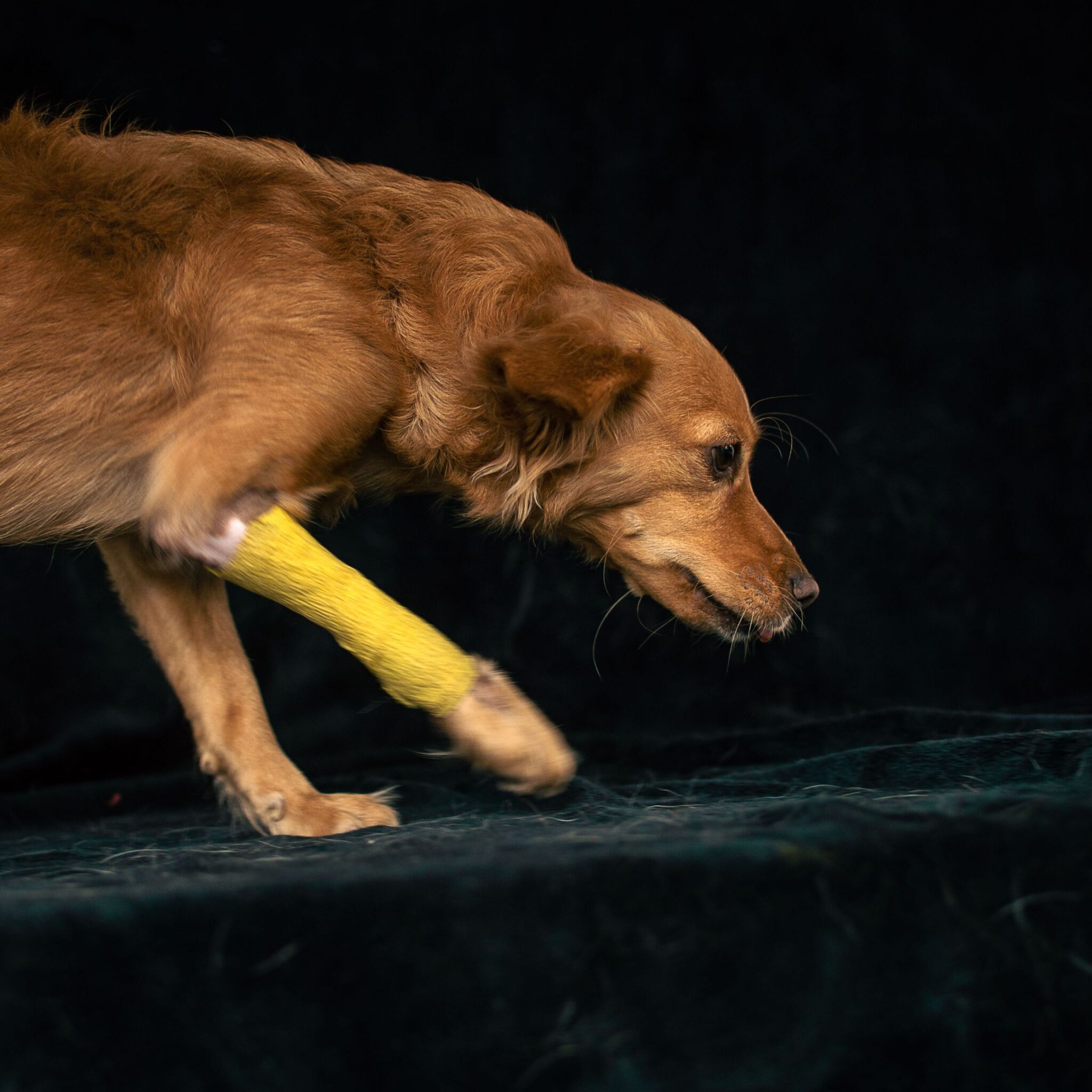 Dog with a limb fracture getting treated at Vets of Melbourne