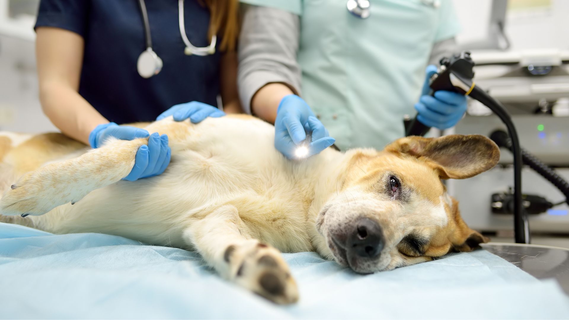 Medial luxating patella treatment Melbourne veterinarian examining a dog with a knee injury