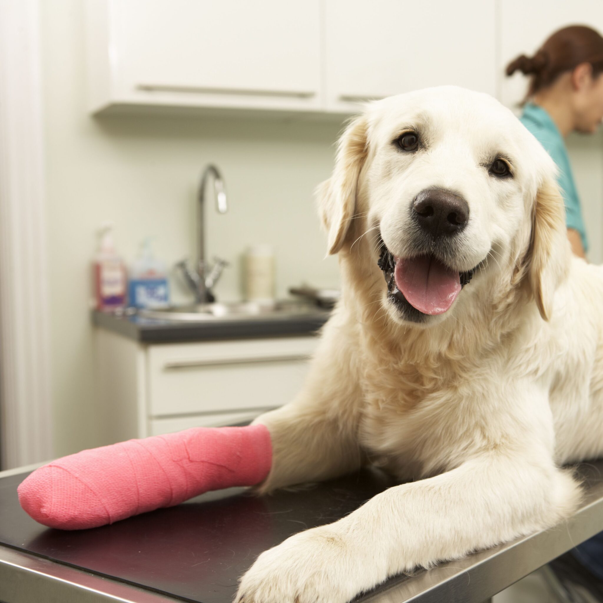 Patella tendon tear treatment Melbourne veterinarian examining a dog with a knee injury
