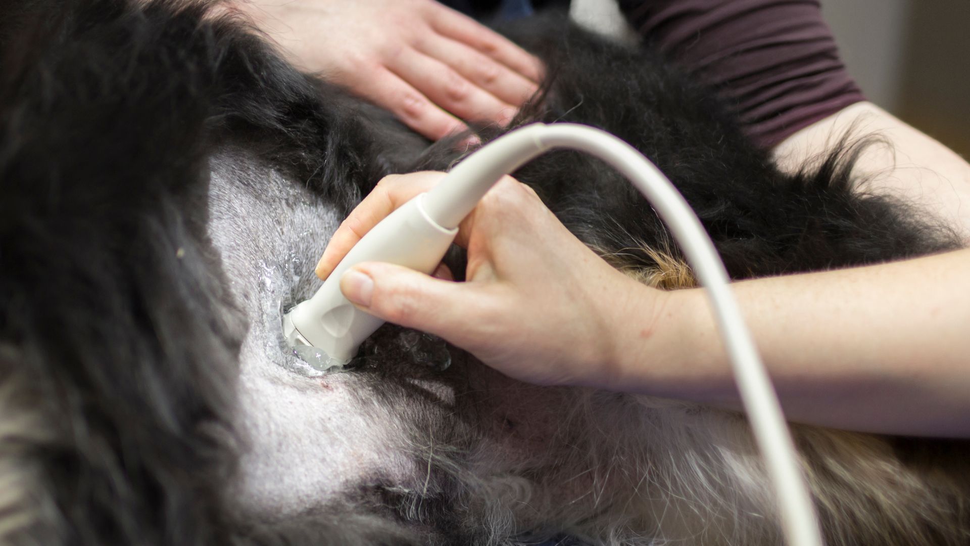 Veterinary ultrasound Melbourne examining a dog's abdomen
