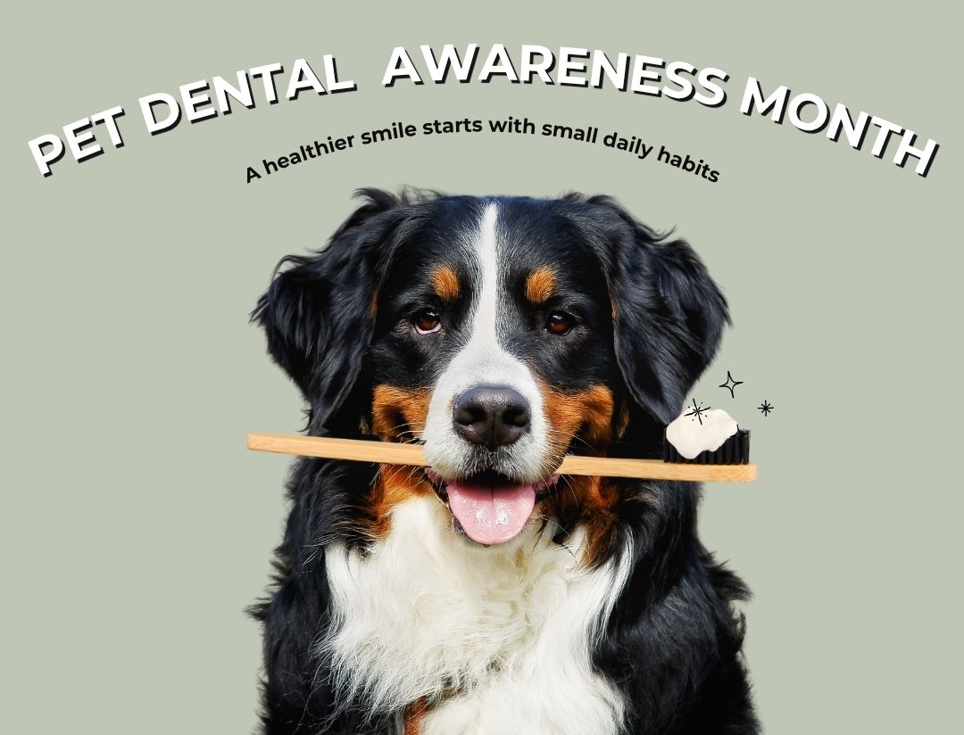 Dog holding a toothbrush to illustrate the importance of dental care and oral health in dogs.