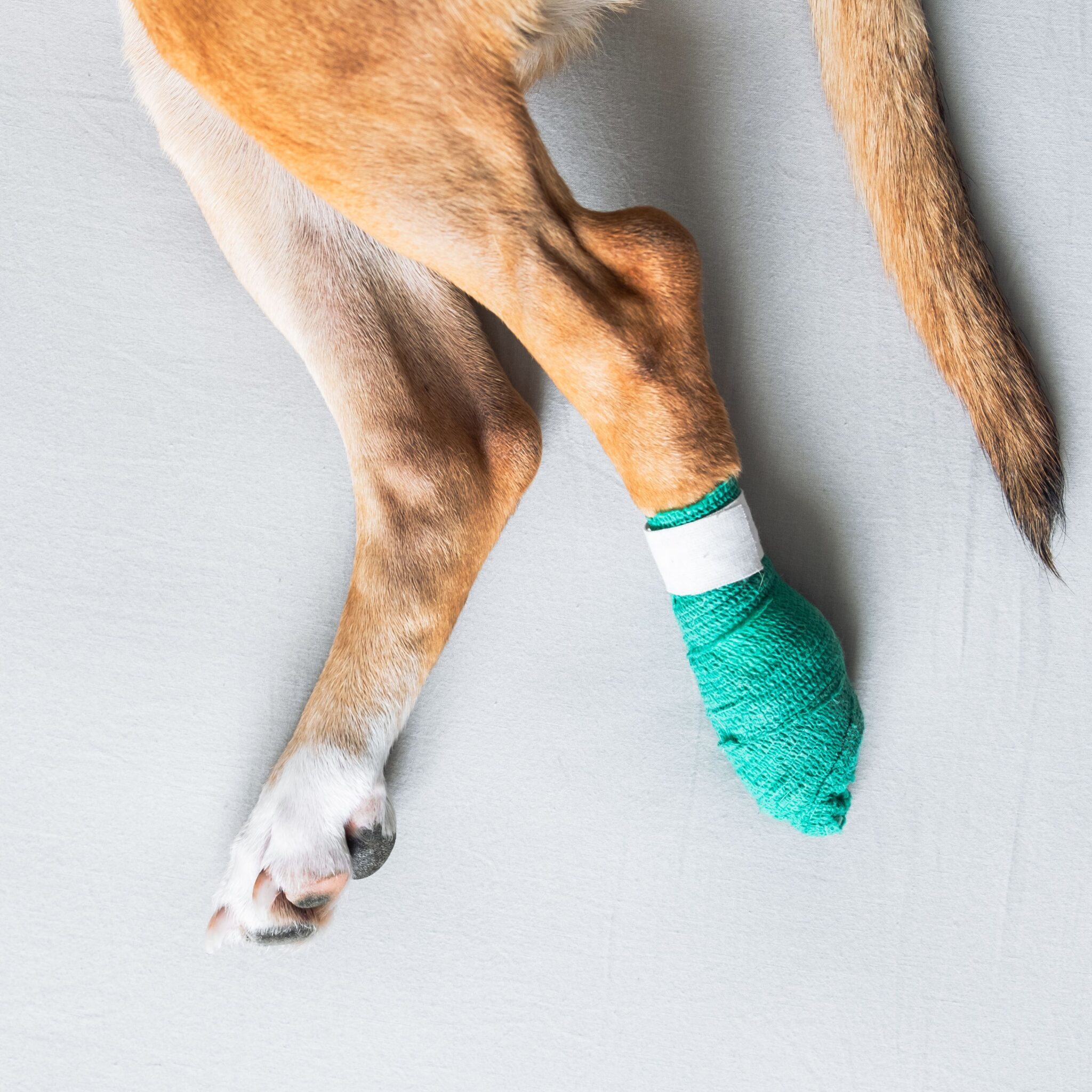 Patella tendon tear treatment Melbourne veterinarian examining a dog with a knee injury