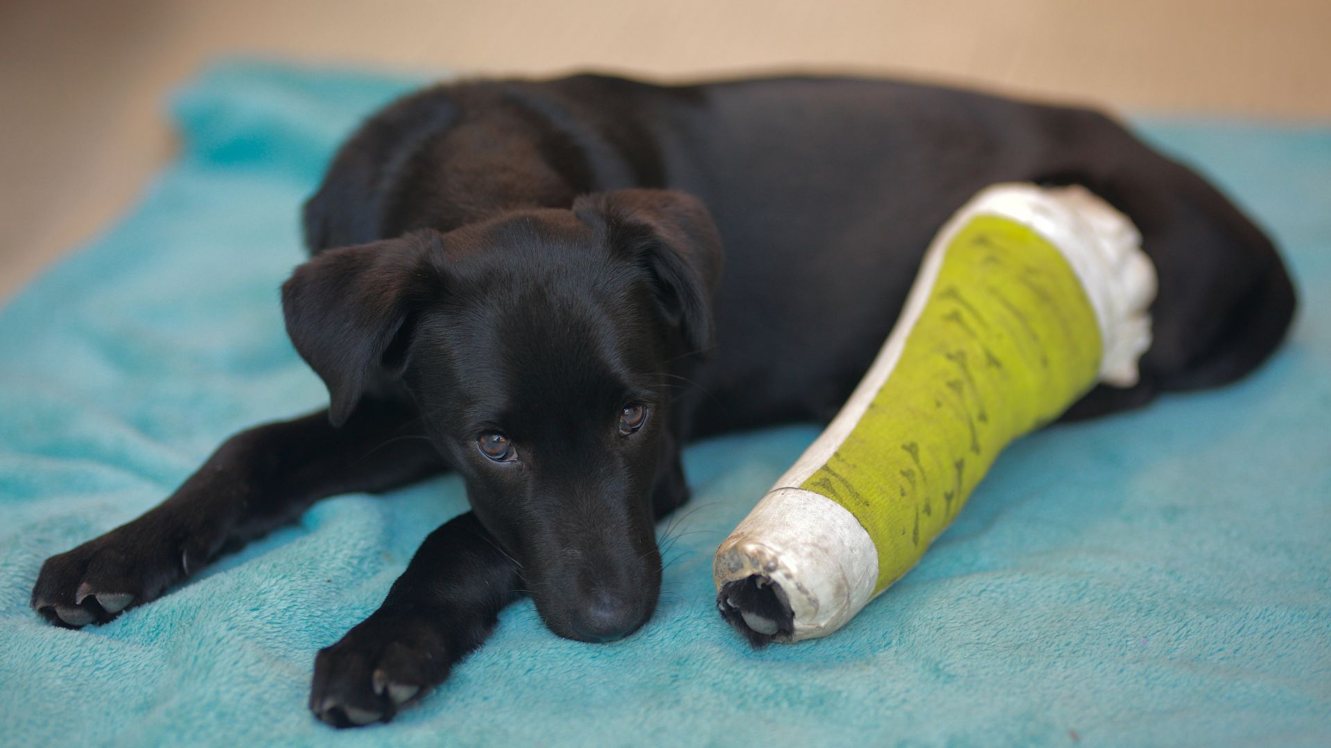 Limb fracture treatment Melbourne veterinarian examining a dog with a broken leg