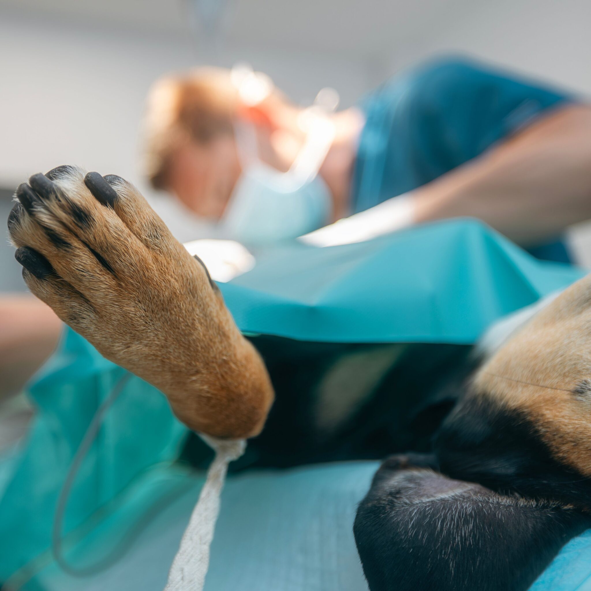 Medial luxating patella treatment Melbourne veterinarian examining a dog with a knee injury