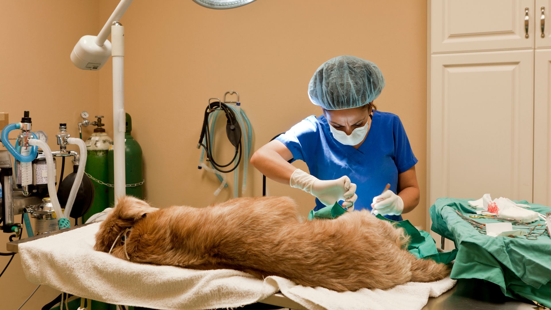 Veterinarian assessing a dog's knee before patella tendon surgery at Vets of Melbourne