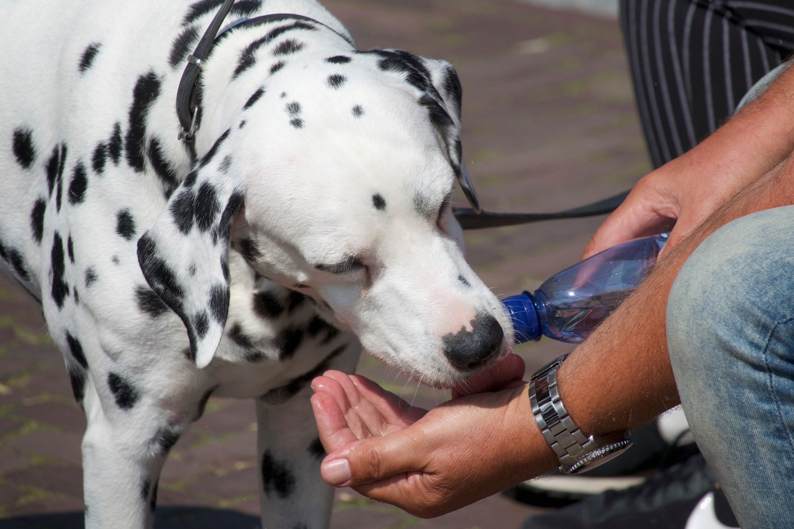 Dalmatian drinking water from a bowl, illustrating excessive thirst and hydration in dogs.