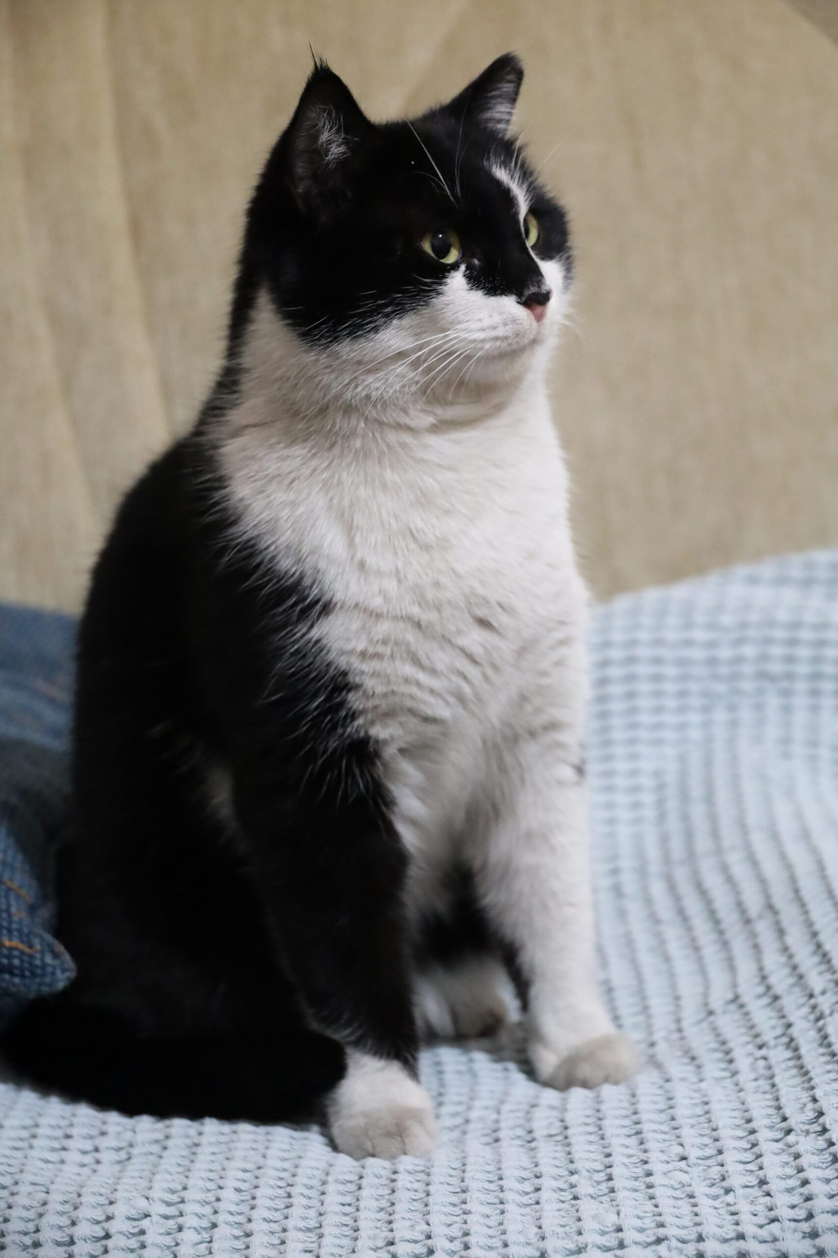 cat getting cat desexing services at Vets of Melbourne