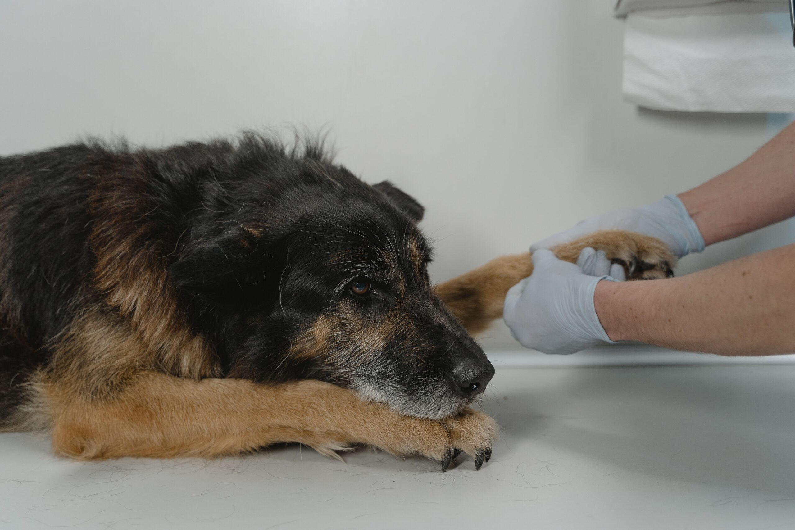 ACL surgery Melbourne veterinarian examining a dog with a knee injury