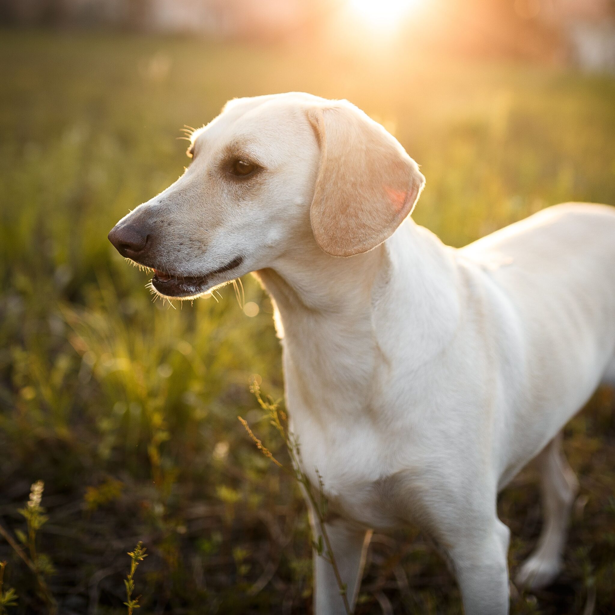 Dog receiving soft tissue treatment at Vets Of Melbourne