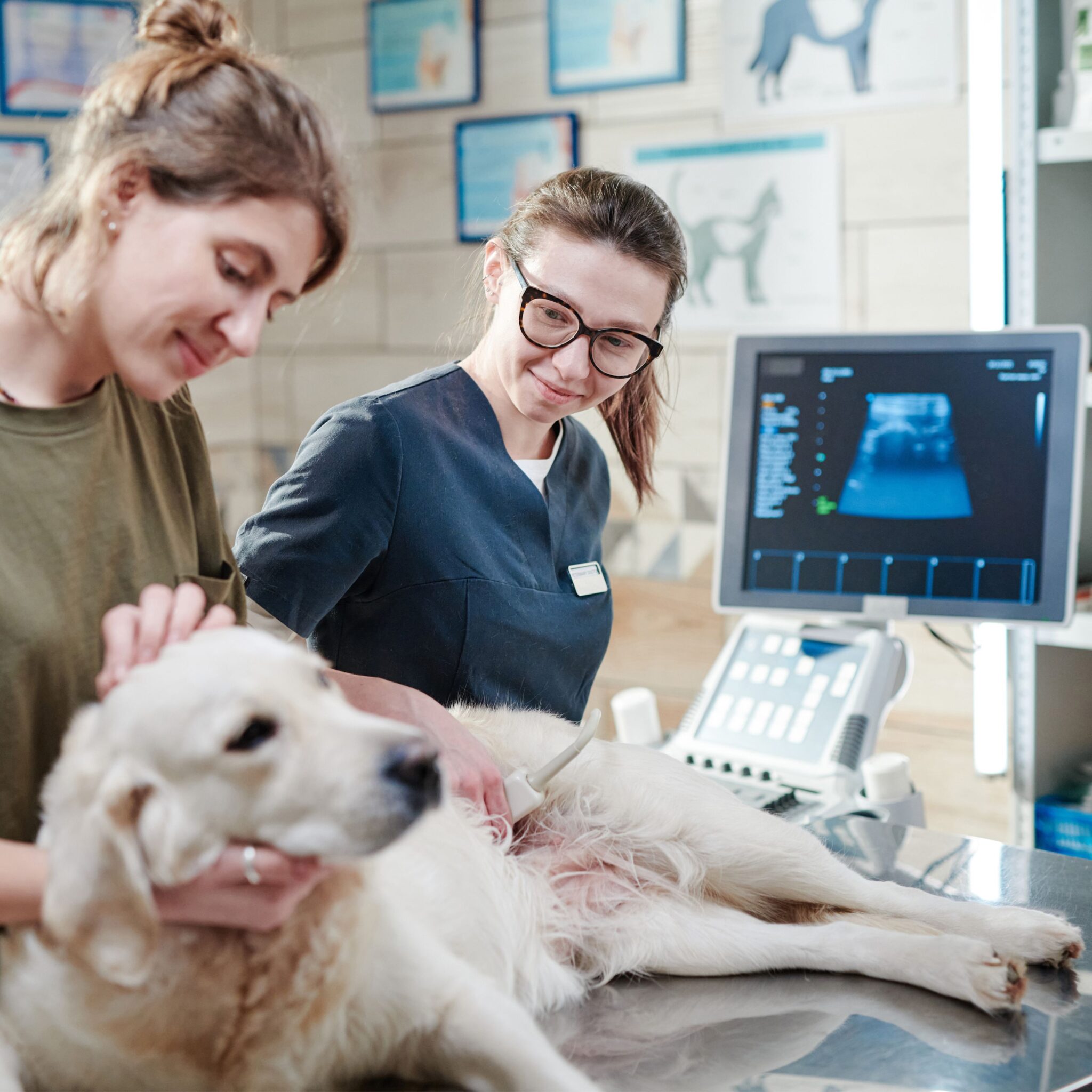 Veterinarian performing an ultrasound scan on a cat at Vets of Melbourne