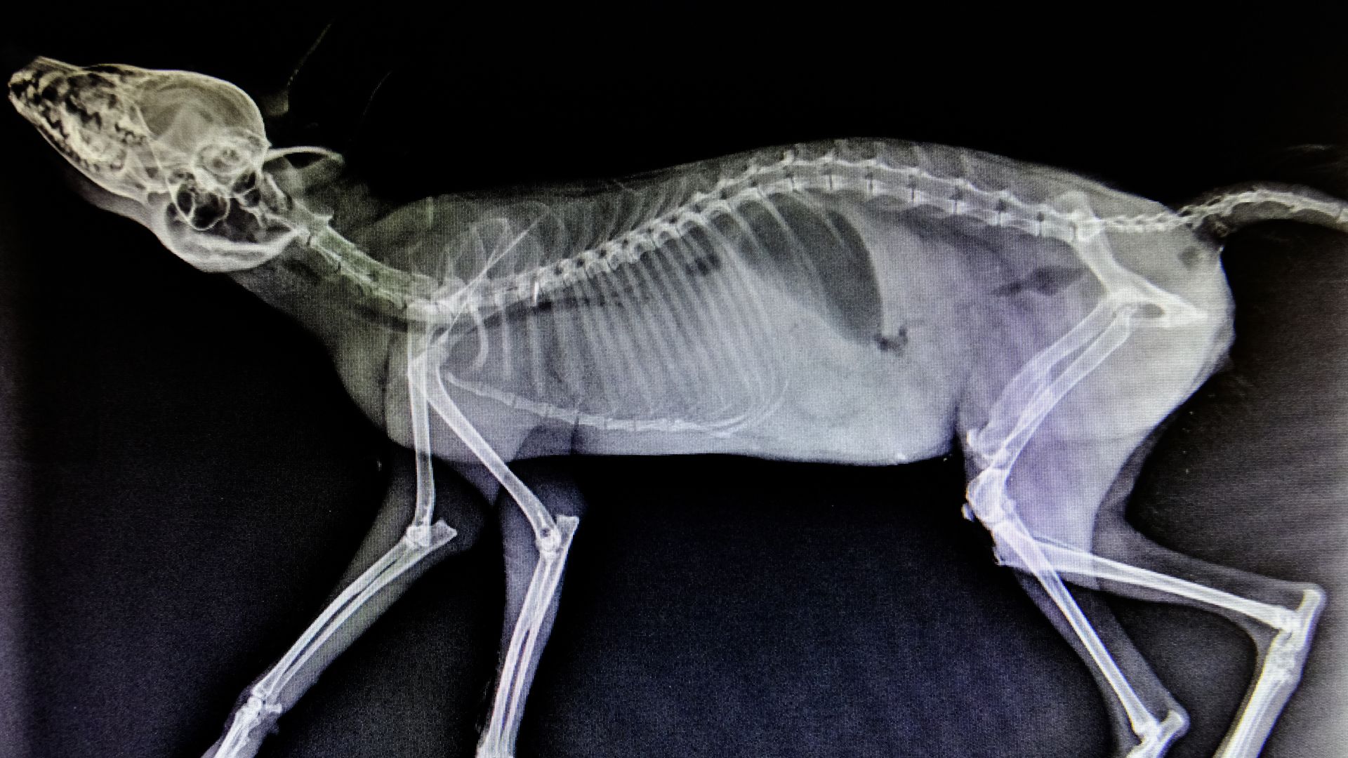 Veterinarian reviewing digital X-ray images of a dog at Vets of Melbourne