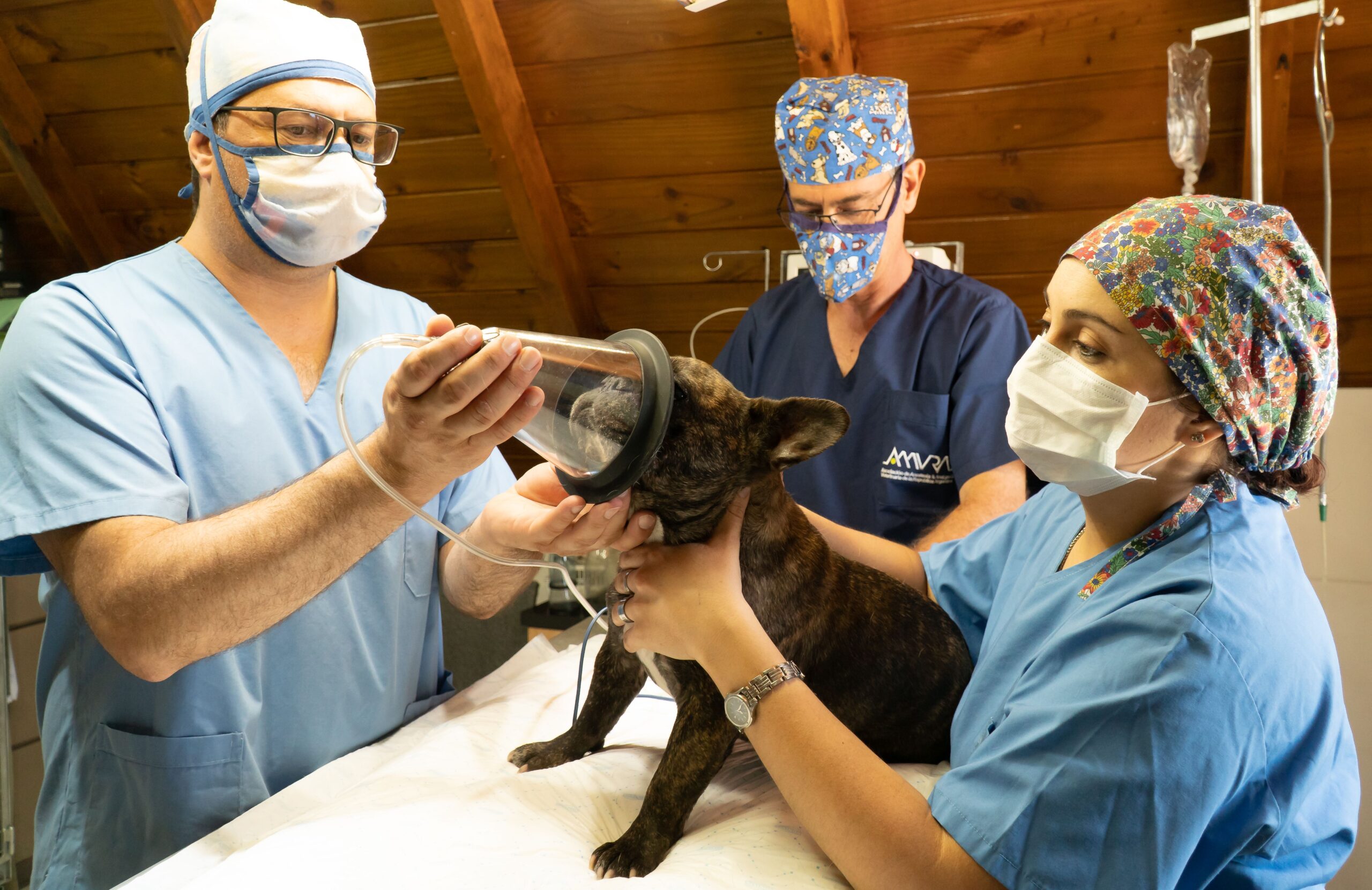 Pet receiving emergency care