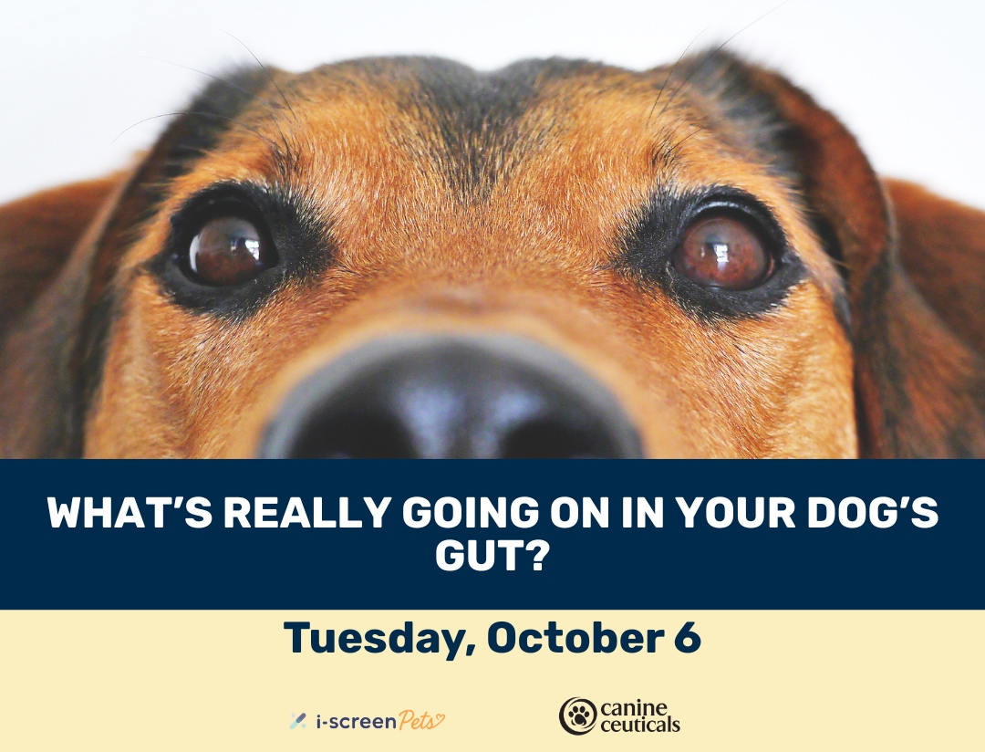 Why Your Dog’s Gut Health Matters: Join Our Upcoming Educational Webinar