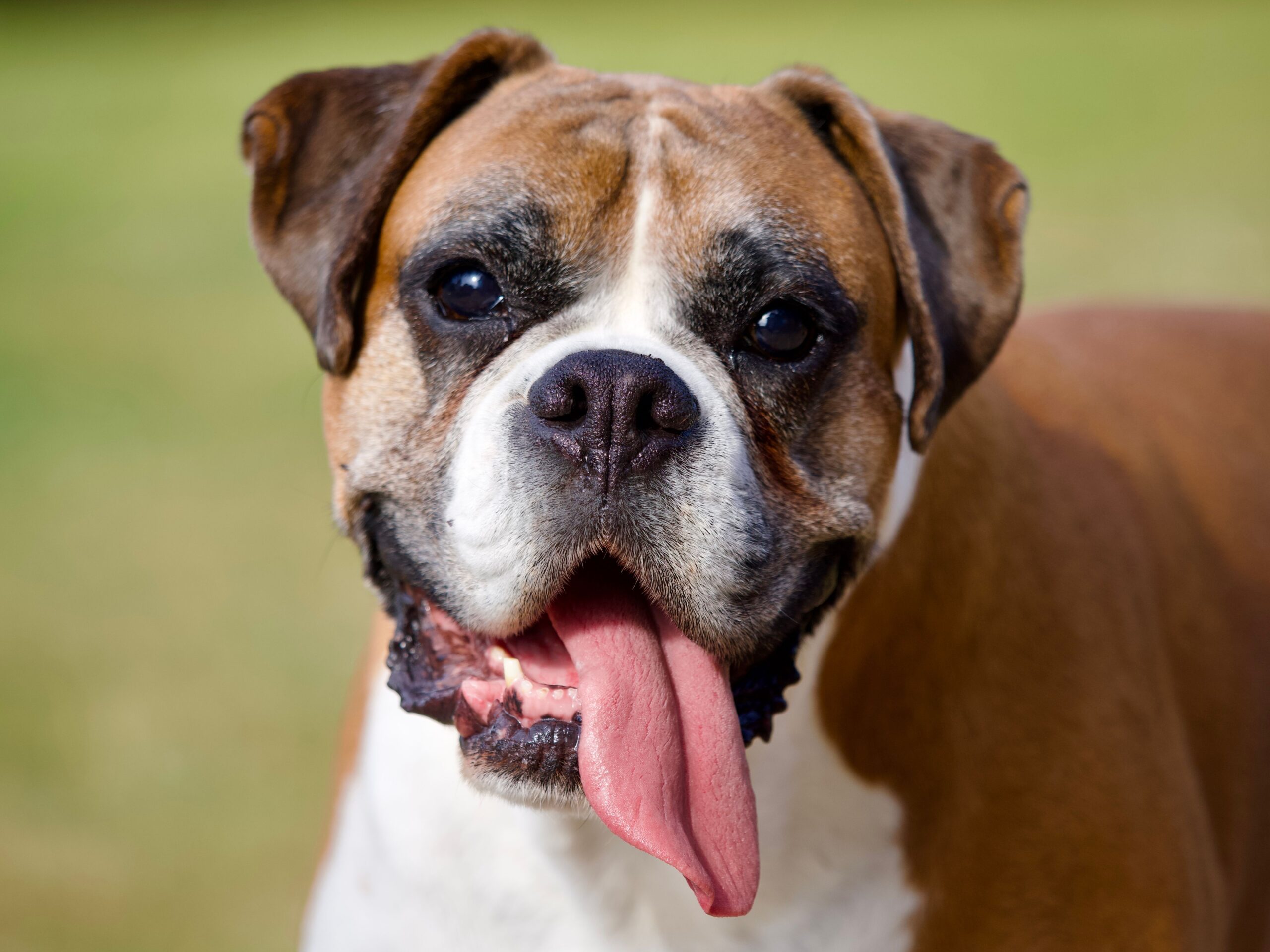 Why Is My Dog Panting When They’re Not Hot?